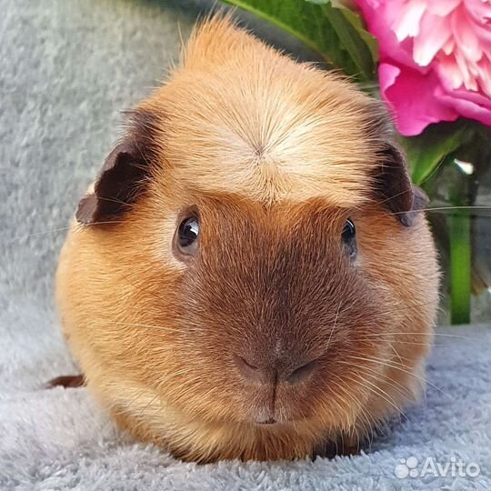 Морская свинка крем калифорния мальчик