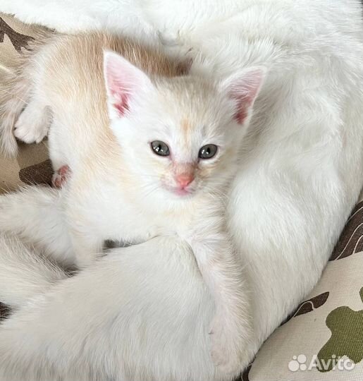 Рыжий котенок - мальчик 1 мес