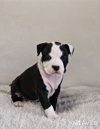 Стаффордширский терьер щенки