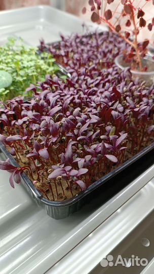 Микрозелень