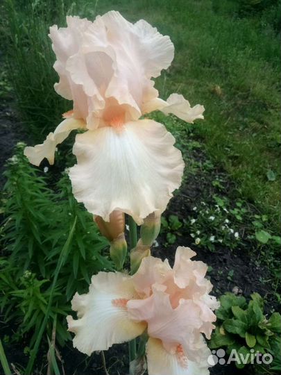 Ирисы. сортовые