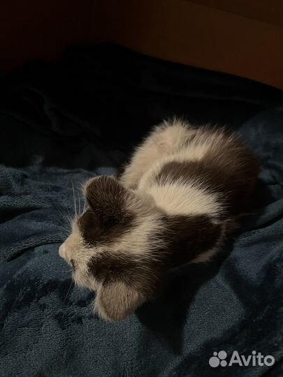 Крошка Ищет Дом