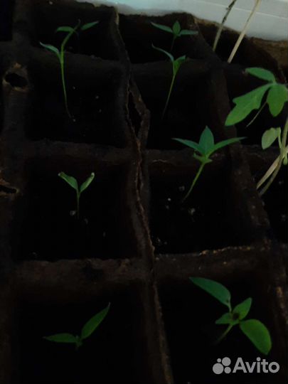 Рассада перца баклажан