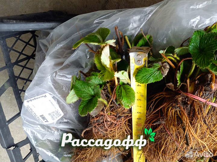 Рассада клубники. Фриго