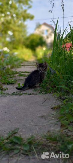 Ищем дом для милых котят