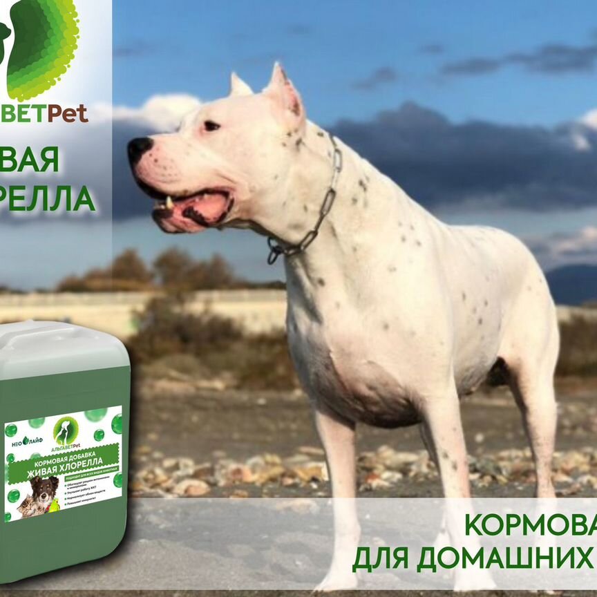 Живая хлорелла для животных Альгавет Pet 5,0 л