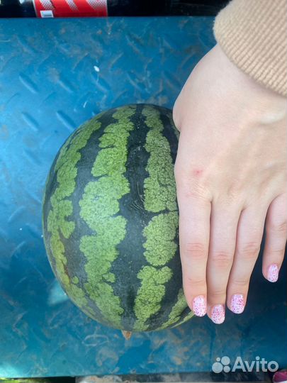 Арбуз на засолку Пенза, Самара, Саратов