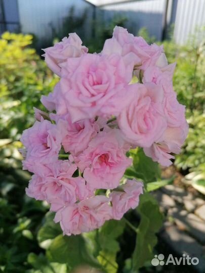 Пеларгония Rococo