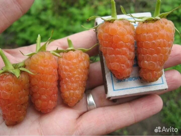 Ремонтантная малина