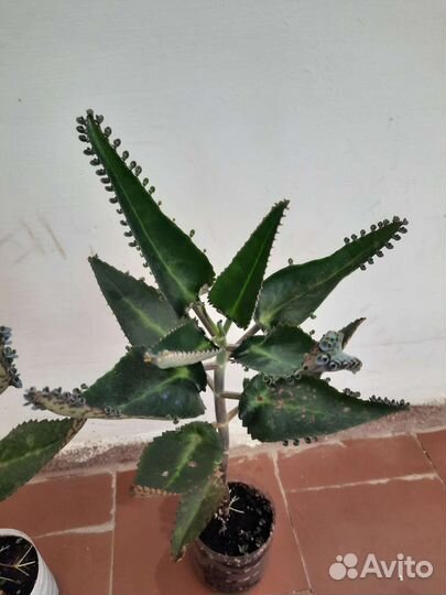 Каланхоэ лечебный