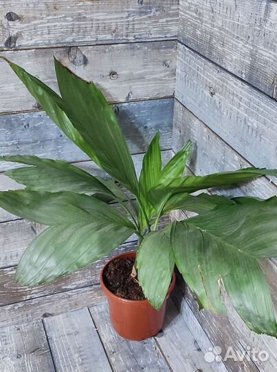 Хамедорея металлика