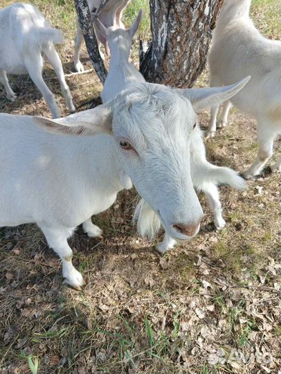 Козье молоко