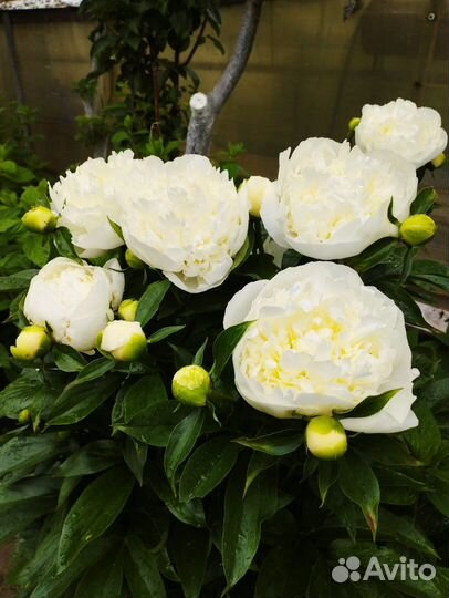 Саженцы пионов