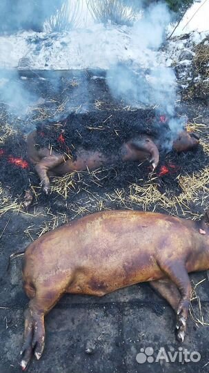 Мясо свинина домашняя