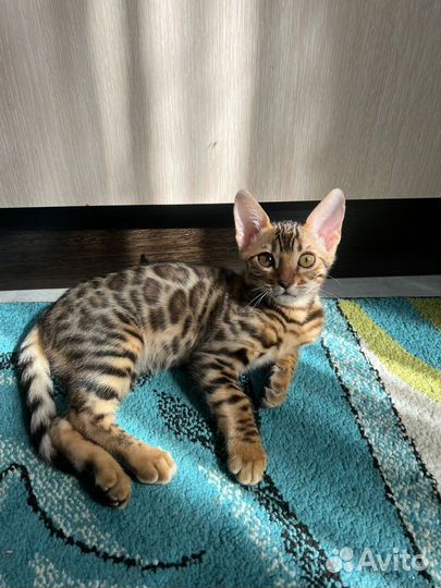 Бенгальская кошка