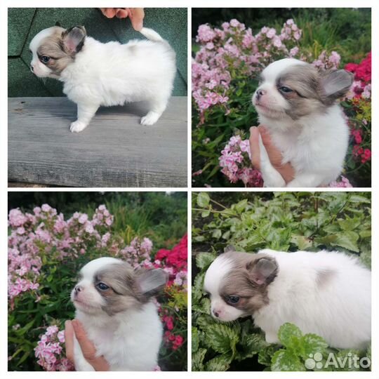 Чихуахуа мальчишка сладкий зайчик