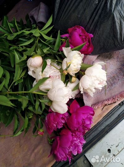 Пионы букет