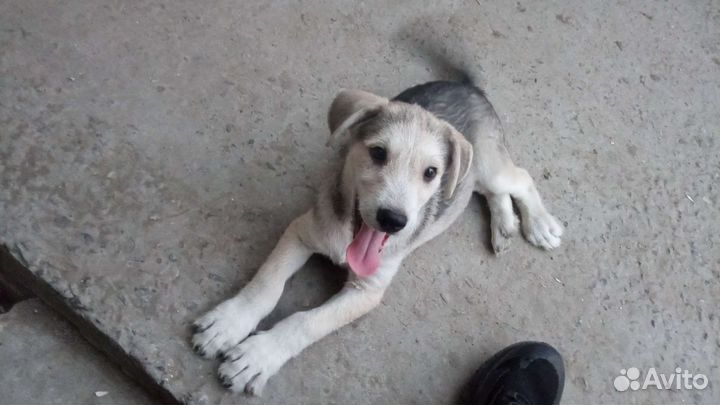 Собаки бесплатно в добрые руки щенки