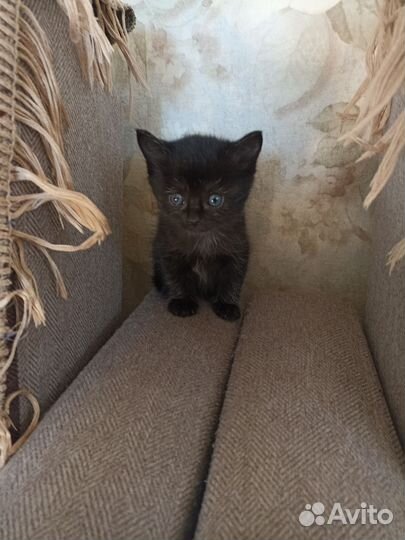 Кошки в добрые руки