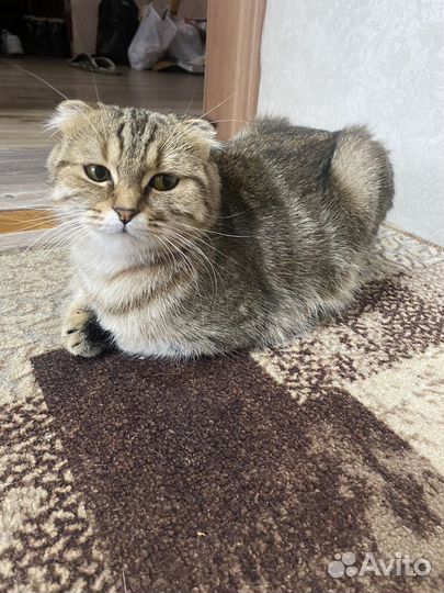 Кошки вислоухие