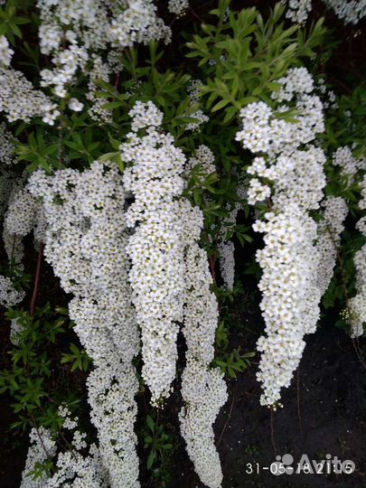 Спирея серая, лопчатка белая, оранжевая, аквилегия