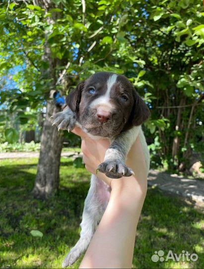 Щенки дратхаара