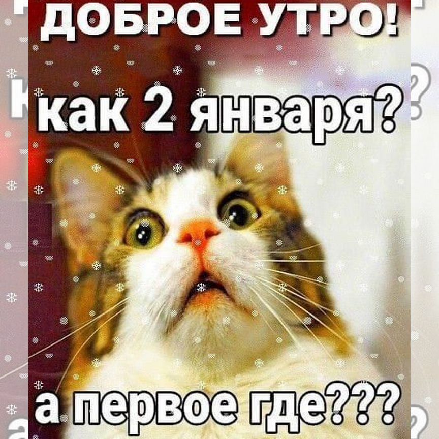 Котенек