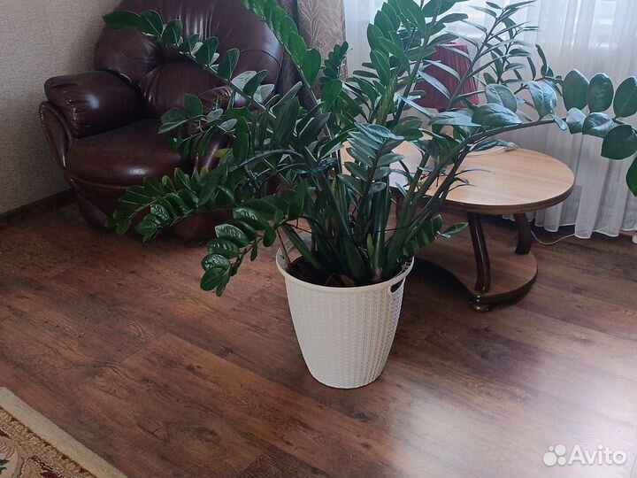 Замиокулькас