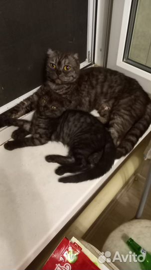 Шатланские вислоухие котята