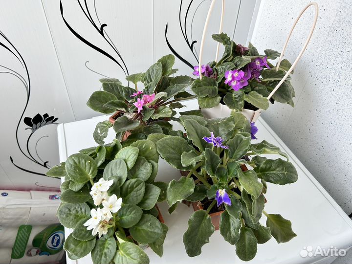 Растения для флорариума