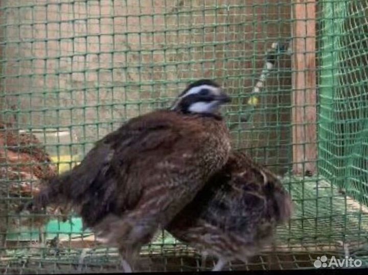 Серама, Вергинский, Калифорнийский