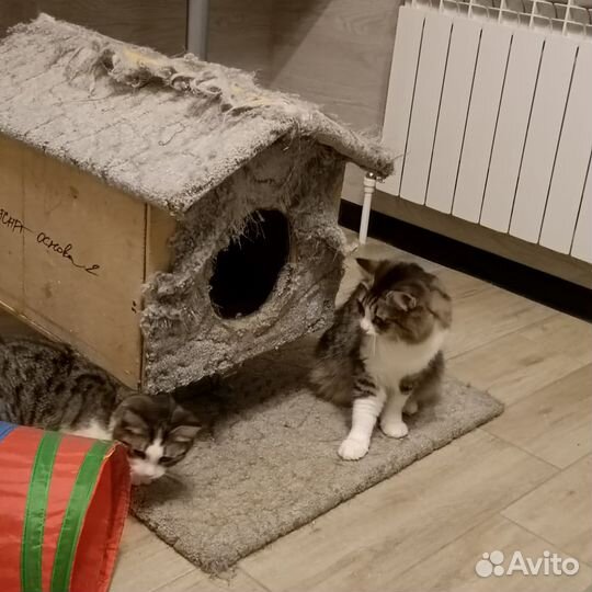 Вместе весело играть