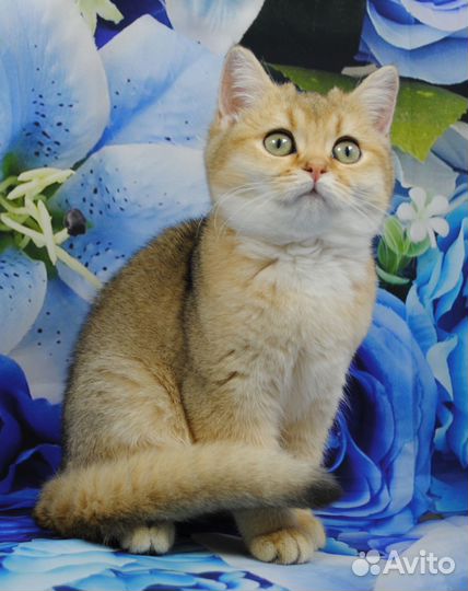 Британские котята Мальчики ny 12- 5 м