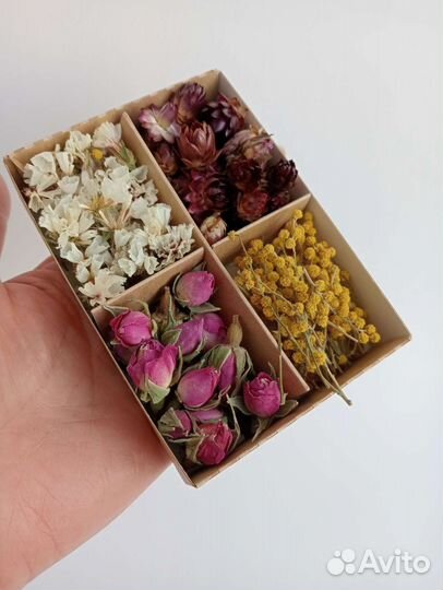 Сухоцветы для творчества