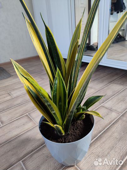 Сансевиерия