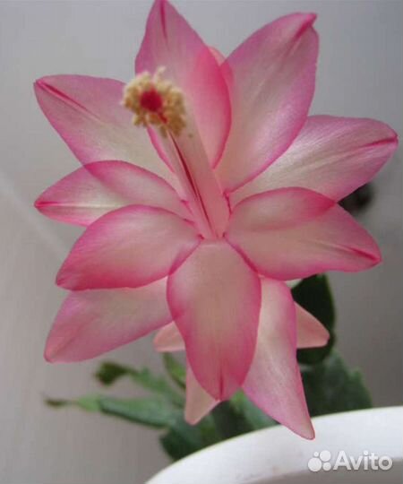 Сортовые декабристы, шлюмбергеры