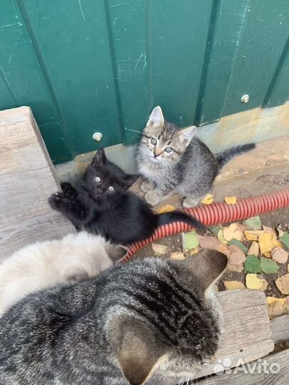 Котята в добрые руки