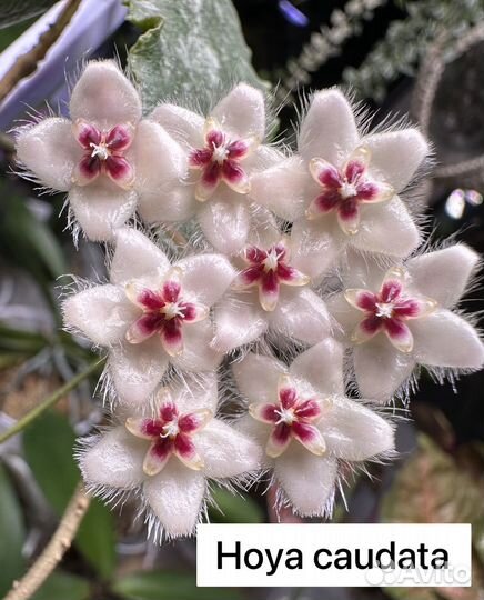 Хойя часть 2