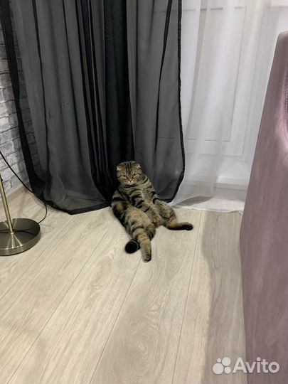 Отдам кота в добрые руки