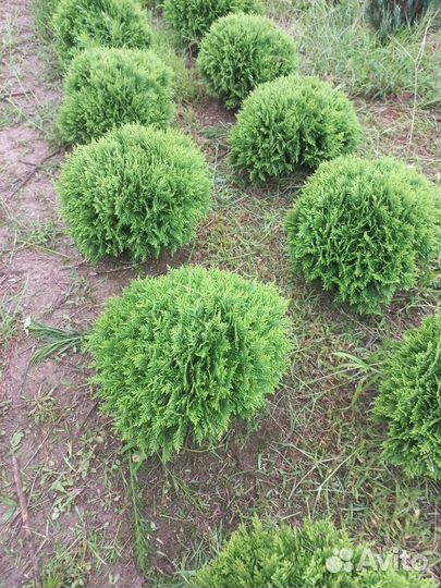 Туя шаровидная Даника,Вудварди