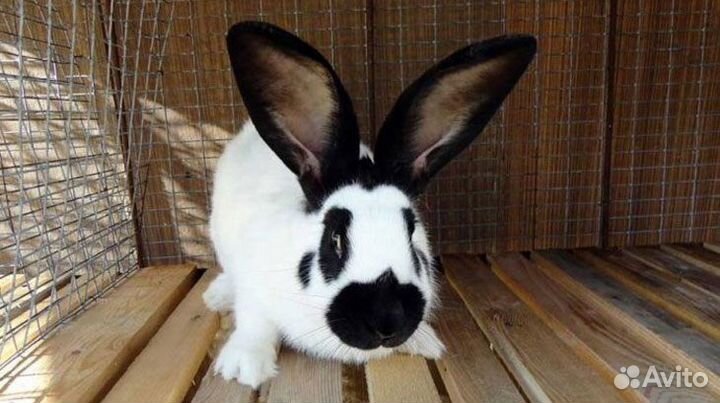 Нпв строкач, бронь