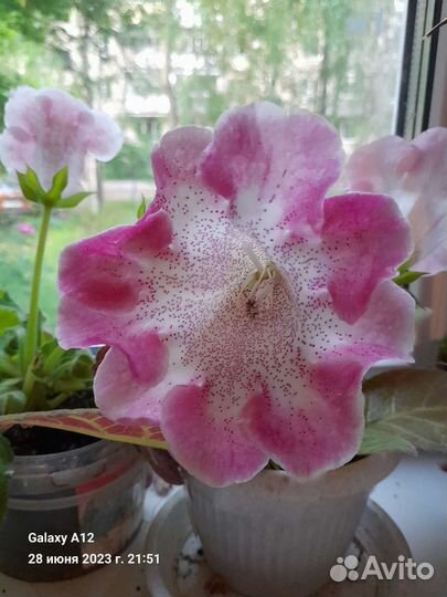 Глоксиния. Фуксия. Традесканция. Герань