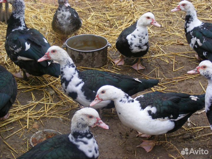 Индоутка мускусная утка яйцо