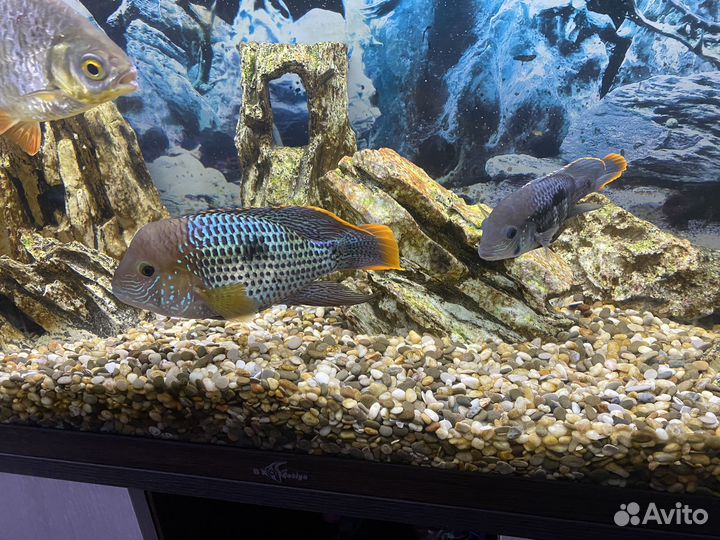 Аквариумные рыбки Акара бирюзовая