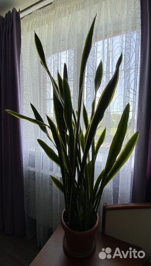 Сансевиерия ханни сортовая