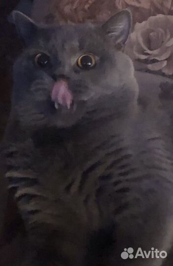 Британский кот