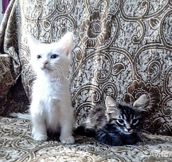 Котята отдаются в добрые руки