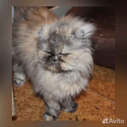 Кошка перс Корица в добрые руки, 2 года