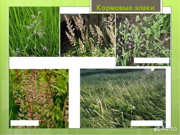 Семена многолетних трав