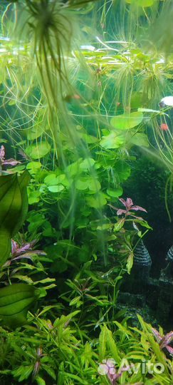 Аквариумные растения прополка